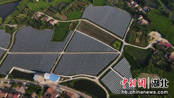 向畈村葡萄產業(yè)基地 向畈村葡萄產業(yè)基地