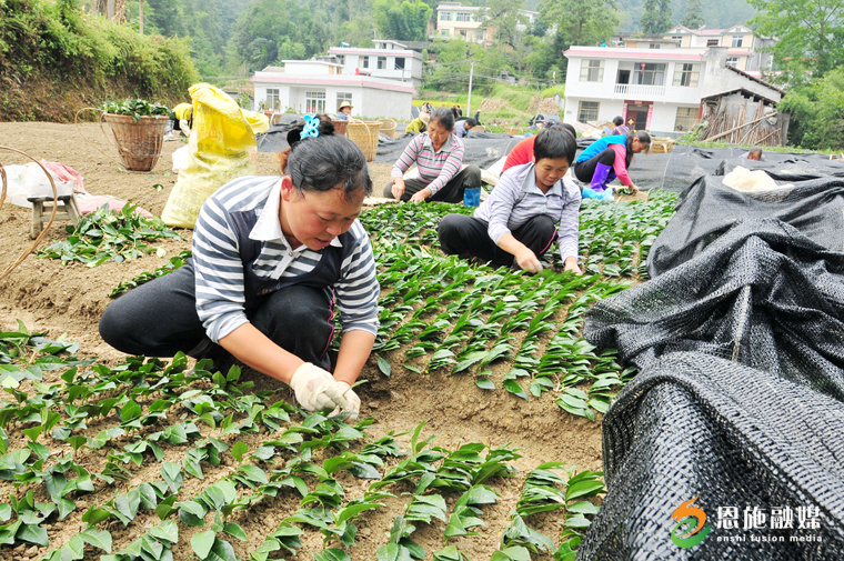 2013年9月9日，在恩施盛家壩鎮(zhèn)，茶農(nóng)在進(jìn)行無(wú)性良種茶扦插。.JPG