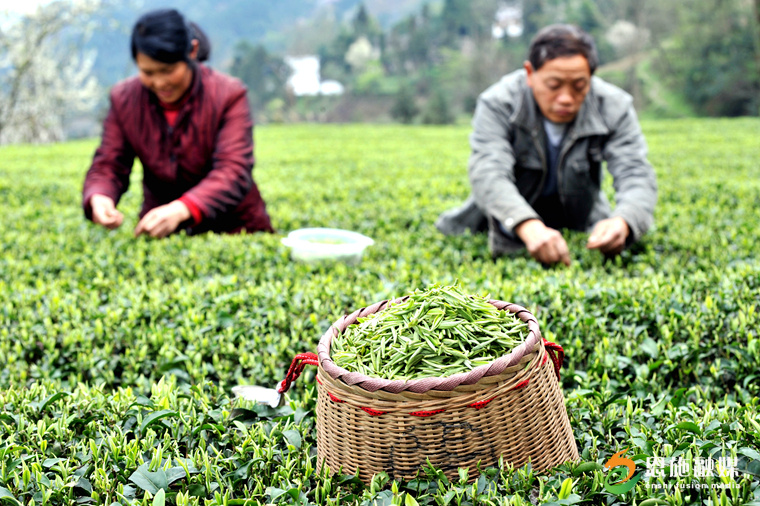 2015年3月24日，在湖北省恩施市芭蕉侗族鄉(xiāng)戽口村，茶農(nóng)在采摘春茶。.JPG