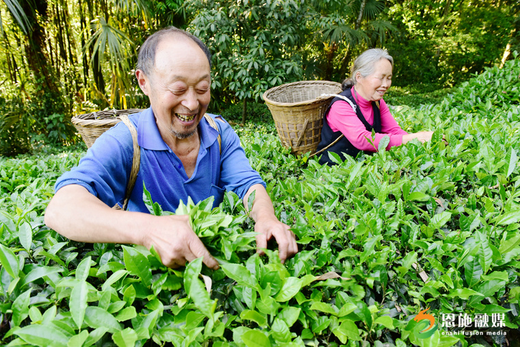 2017年5月14日，茶農(nóng)在采摘春茶。.JPG