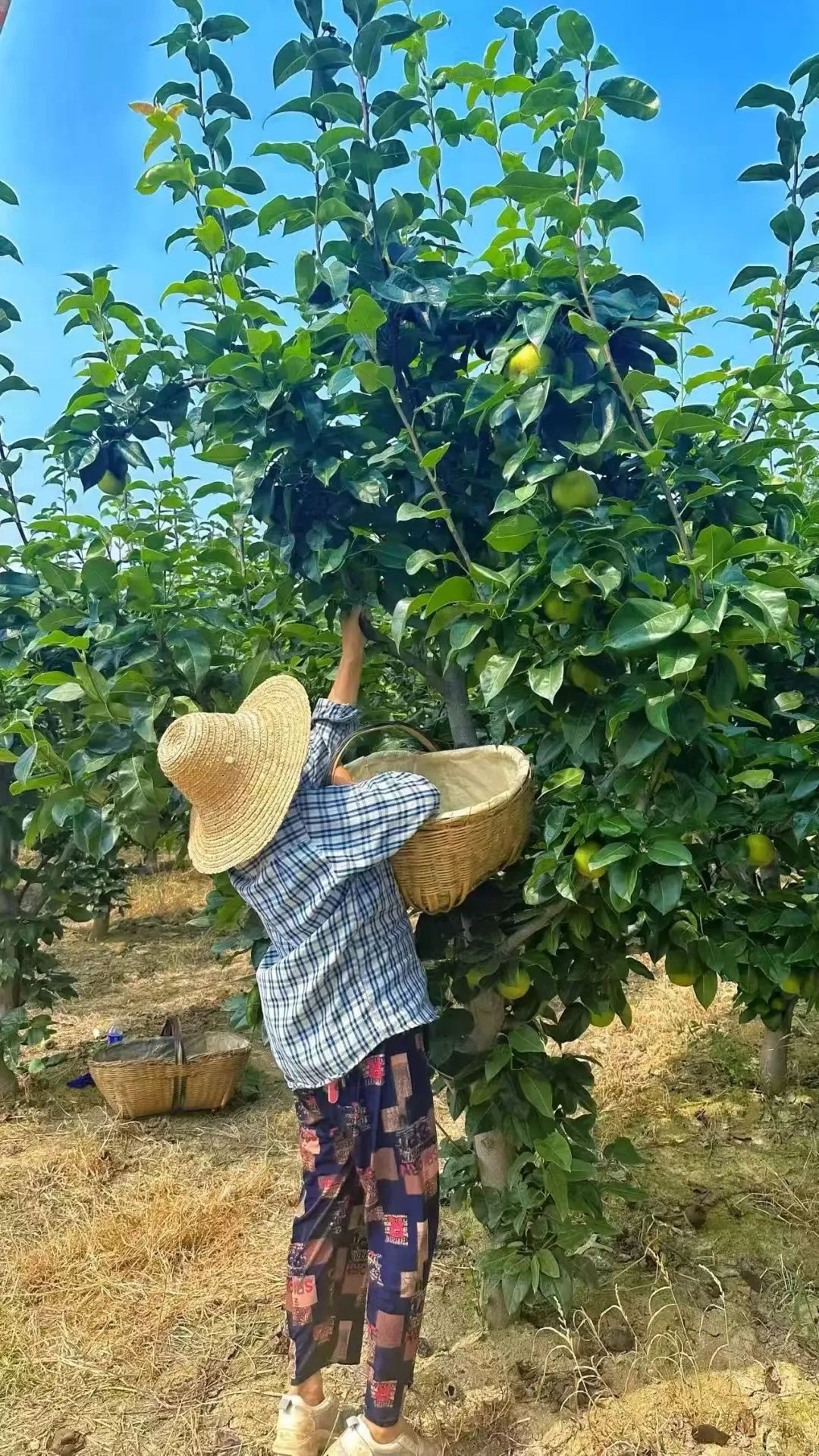圖片