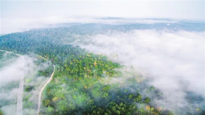 大口國家森林公園。安幫友 攝