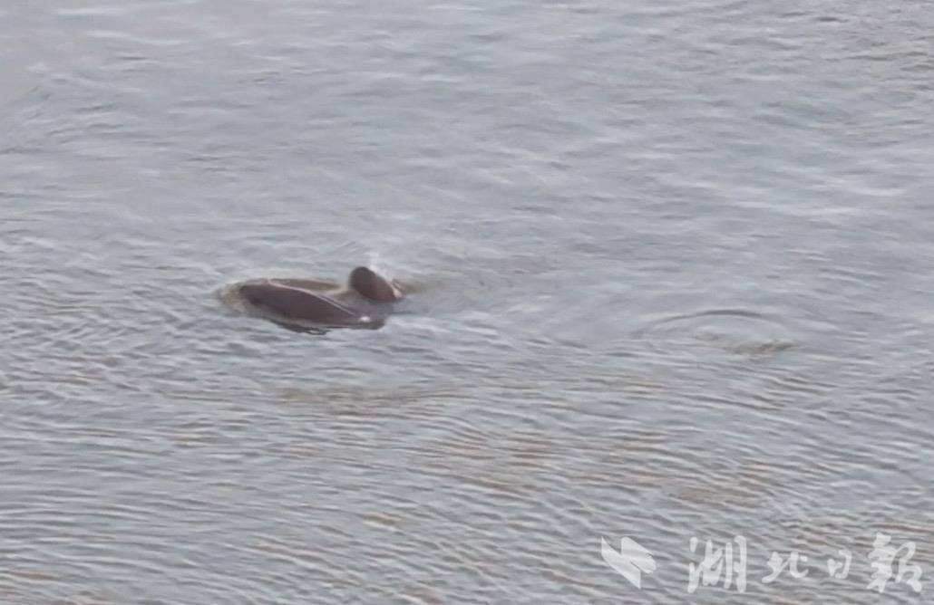 江豚 母子豚、0.jpg