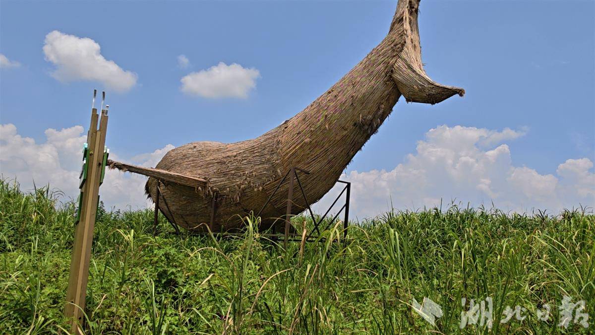 江豚 岳陽玩804.jpg